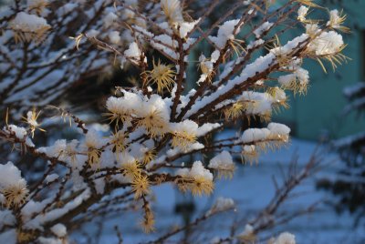 Larix laricina 'Glauca' - modřín modřínovitý - zimní větévky